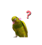 おうちのインコさん4（個別スタンプ：2）