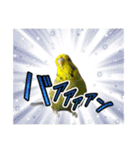 おうちのインコさん4（個別スタンプ：3）