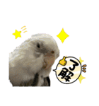 おうちのインコさん4（個別スタンプ：4）