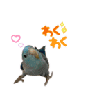 おうちのインコさん4（個別スタンプ：5）
