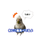 おうちのインコさん4（個別スタンプ：6）