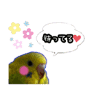 おうちのインコさん4（個別スタンプ：7）