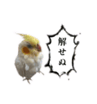 おうちのインコさん4（個別スタンプ：8）