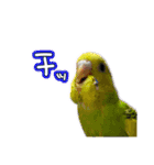 おうちのインコさん4（個別スタンプ：9）
