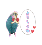 おうちのインコさん4（個別スタンプ：10）