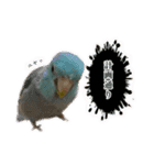 おうちのインコさん4（個別スタンプ：11）