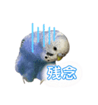 おうちのインコさん4（個別スタンプ：14）