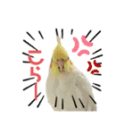 おうちのインコさん4（個別スタンプ：15）