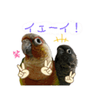 おうちのインコさん4（個別スタンプ：17）