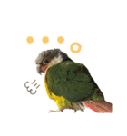 おうちのインコさん4（個別スタンプ：18）