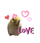 おうちのインコさん4（個別スタンプ：19）