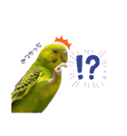 おうちのインコさん4（個別スタンプ：22）