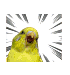 おうちのインコさん4（個別スタンプ：24）