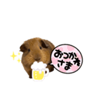 モルモットちびちびスタンプ（個別スタンプ：19）