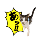 キャッツイン東京卒業猫スタンプ第1弾（個別スタンプ：1）