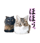 キャッツイン東京卒業猫スタンプ第1弾（個別スタンプ：2）