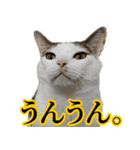 キャッツイン東京卒業猫スタンプ第1弾（個別スタンプ：4）