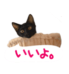 キャッツイン東京卒業猫スタンプ第1弾（個別スタンプ：5）