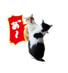 キャッツイン東京卒業猫スタンプ第1弾（個別スタンプ：6）