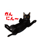 キャッツイン東京卒業猫スタンプ第1弾（個別スタンプ：8）