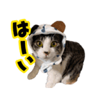 キャッツイン東京卒業猫スタンプ第1弾（個別スタンプ：9）