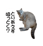 キャッツイン東京卒業猫スタンプ第1弾（個別スタンプ：11）
