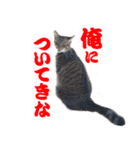 キャッツイン東京卒業猫スタンプ第1弾（個別スタンプ：13）