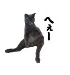 キャッツイン東京卒業猫スタンプ第1弾（個別スタンプ：15）