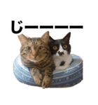 キャッツイン東京卒業猫スタンプ第1弾（個別スタンプ：16）