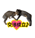 キャッツイン東京卒業猫スタンプ第1弾（個別スタンプ：17）