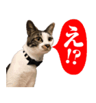 キャッツイン東京卒業猫スタンプ第1弾（個別スタンプ：19）