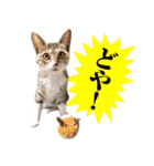 キャッツイン東京卒業猫スタンプ第1弾（個別スタンプ：20）
