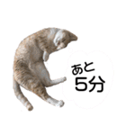 キャッツイン東京卒業猫スタンプ第1弾（個別スタンプ：21）