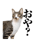 キャッツイン東京卒業猫スタンプ第1弾（個別スタンプ：23）