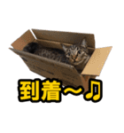 キャッツイン東京卒業猫スタンプ第1弾（個別スタンプ：24）