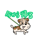 犬のトランプくん（個別スタンプ：8）