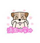 犬のトランプくん（個別スタンプ：19）