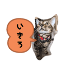 ベンガルのアリー2（個別スタンプ：2）