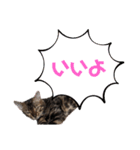 ベンガルのアリー2（個別スタンプ：8）