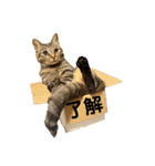 キジトラのうなぎ3（個別スタンプ：8）