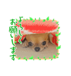 天使のチワワシリーズ（個別スタンプ：7）