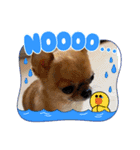 天使のチワワシリーズ（個別スタンプ：13）
