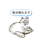 猫たちのスタンプ☆（個別スタンプ：5）