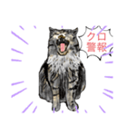 猫たちのスタンプ☆（個別スタンプ：6）