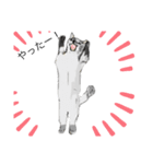 猫たちのスタンプ☆（個別スタンプ：7）