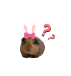 モルモットちびちびちゃん（個別スタンプ：3）