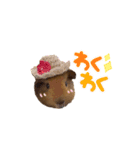 モルモットちびちびちゃん（個別スタンプ：5）
