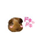モルモットちびちびちゃん（個別スタンプ：13）