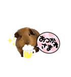モルモットちびちびちゃん（個別スタンプ：19）