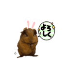 モルモットちびちびちゃん（個別スタンプ：20）